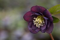 Helleborus x hybridus Ashwood Garden hybrids - syn Helleborus orientalis hort - Lenten rose