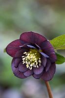Helleborus x hybridus Ashwood Garden hybrids - syn Helleborus orientalis hort - Lenten rose