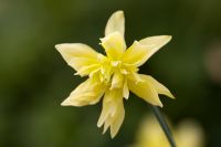 Narcissus 'Eystettensis' - Queen Anne's Double daffodil