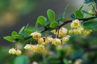 Berberis thunbergii in Spring
