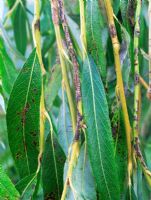 Willow anthracnose (Marssonina salicola) on Weeping willow  