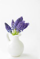Muscari - Grape Hyacinths in white jug