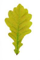 Quercus - Oak leaf