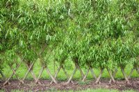 Hedge of trained and interwoven willow at Garden Organic in Ryton