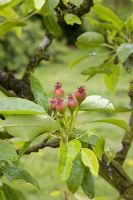 Young apples on tree in late Spring in Garden Organic - Ryton