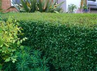 Ligustrum ovalifolium - Privet hedge