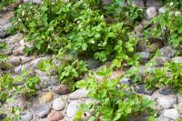 Fragaria vesca - Strawberry growing in cobblestones - 'A Tribute To Linnaeus' garden, Chelsea 2007 