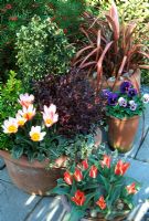 Spring containers with Clematis 'Pixie', Euonymus, Tulipa and Phormium 'Pink Panther'