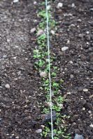Row of tiny seedlings just sprouting with blue string marker
