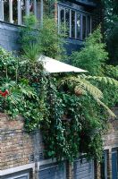 Balcony garden with exotic foliage of Cordyline, bamboo and Dicksonia antarctica