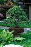 Bonsai tree in pot