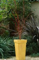 Yellow painted container planted with Acer palmatum 'Sango-Kaku'
