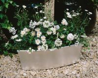 Silver trough planted with Argyranthemum, Matthiola and Osteospermum