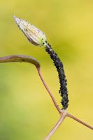 Aphis fabae - Black aphids or blackfly on Clematis 'Abundance' shoot
 