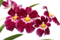 Miltonia Orchid 