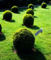 Topiary balls with zebra