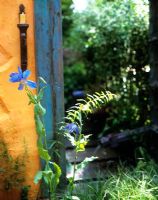 Painted wall with blue timber, view through to garden path, Meconopsis in foreground 