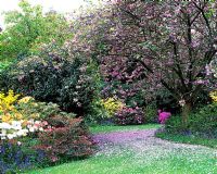 Informal Spring garden with Prunus - Cherry blossom, lawn and beds with Rhododendron