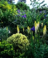 Yellow and blue combination with Iris and Kniphofia