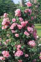 Rosa 'Bantry Bay' climbing rose on plant support