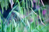 Carex pendula - Drooping sedge