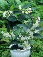 Stephanotis floribunda - Madagascar Jasmine 