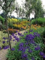 Agapanthus, Hemerocallis and Rudbeckia in border at Losley House garden, Guildford Surrey