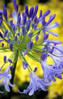 Agapanthus 'Lavender Haze'