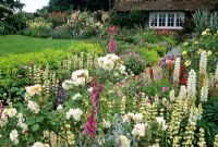 Cottage garden with double mixed borders,  shrub rose Rosa 'Penelope' and perennials at Frith Lodge in Sussex 