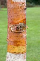 Betula albosinensis var septentrionalis -Trunk detail showing orange-brown bark 