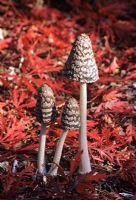Coprinus picaceus - Magpie Ink cap Fungi  