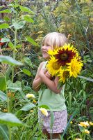 Young girl holding large bunch of sunflowers - Helianthus annus in summer 