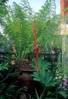 Small courtyard with tropical style planting. Tree Fern, Digitalis, Gunnera and red stem and flowers of Beschorneria. 