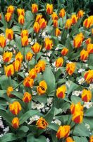 Tulipa greigii 'Yellow Dawn' - Dwarf Tulip with Anemone blanda 'White Splendour'