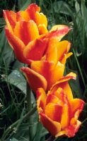 Tulipa greigii 'Cape Cod' - Dwarf Tulip 