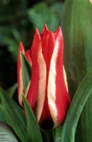 Tulipa 'Pinocchio' - Dwarf Tulip 