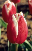 Tulipa 'Leen Van Der Mark' - Tulips
