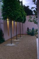 Lighting in wall illuminating line of pleached Tilia cordata trees