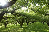 Apple orchard in September