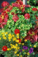 Container planted with Coleus 'Alabama Sunset', Pelargonium 'Happy Thought', Verbena 'Tamari Red', Petunia surfinia and Bidens