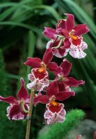 Vuylstekeara cambria - The Cambria Orchid