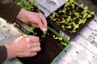 Pricking out young lettuce 'All Year Round' seedlings in greenhouse  