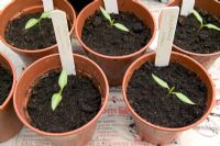 Capsicum 'Apache F1' and Capsicum 'Tasty Grill' - Chilli pepper seedlings in plastic pots 
