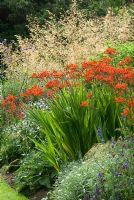 Summer border with Crocosmia 'Lucifer' and Stipa gigantea in July