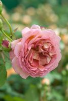 Rosa 'Jubilee Celebration'flowering in June
