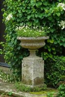 Erigeron karvinskianus in stone urn backed by Hydrangea anomala subsp. petiolaris, design John Drake