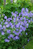 Geranium 'Johnson's Blue' flowering in June