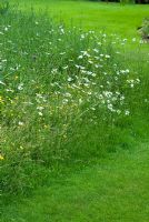 Wild flower meadow adjacent to mown lawn. June