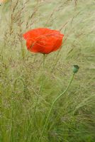 Papaver rhoeas with Stipa tenuissima in June.
