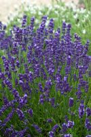 Lavandula angustifolia 'Blue Rider' - Lavender in July